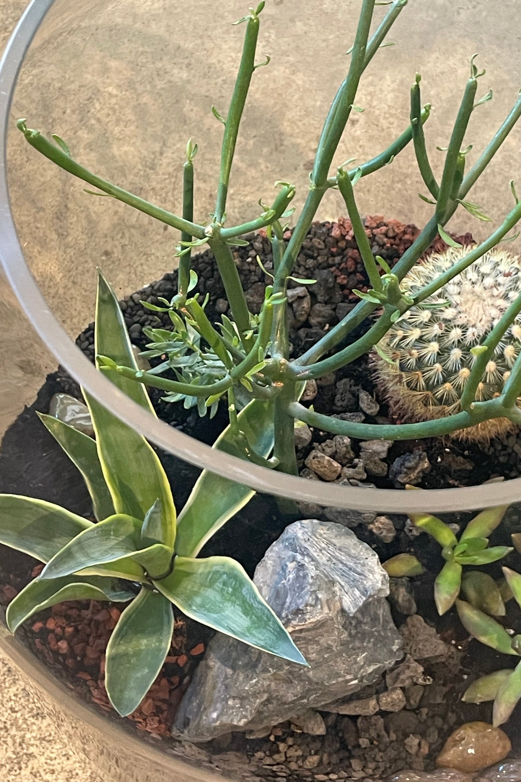 Side view looking into a terrarium planted with succulents ©Sprout Home #style_desert