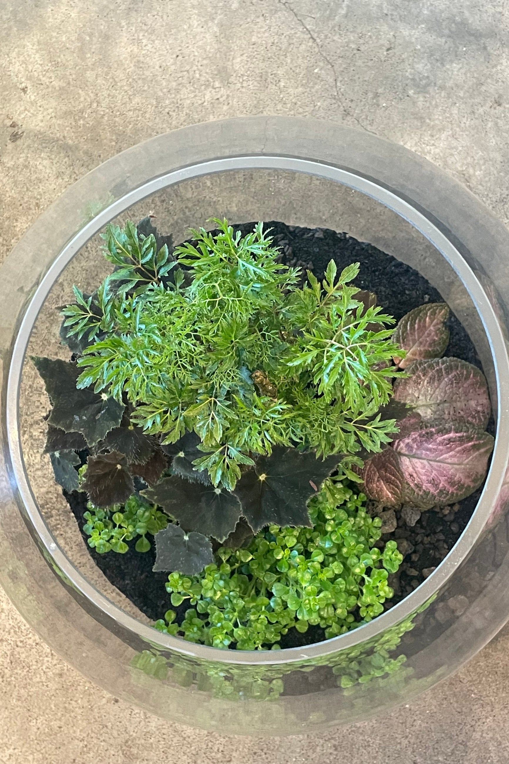 Overhead view looking into a terrarium planted with foliage ©Sprout Home #style_foliage