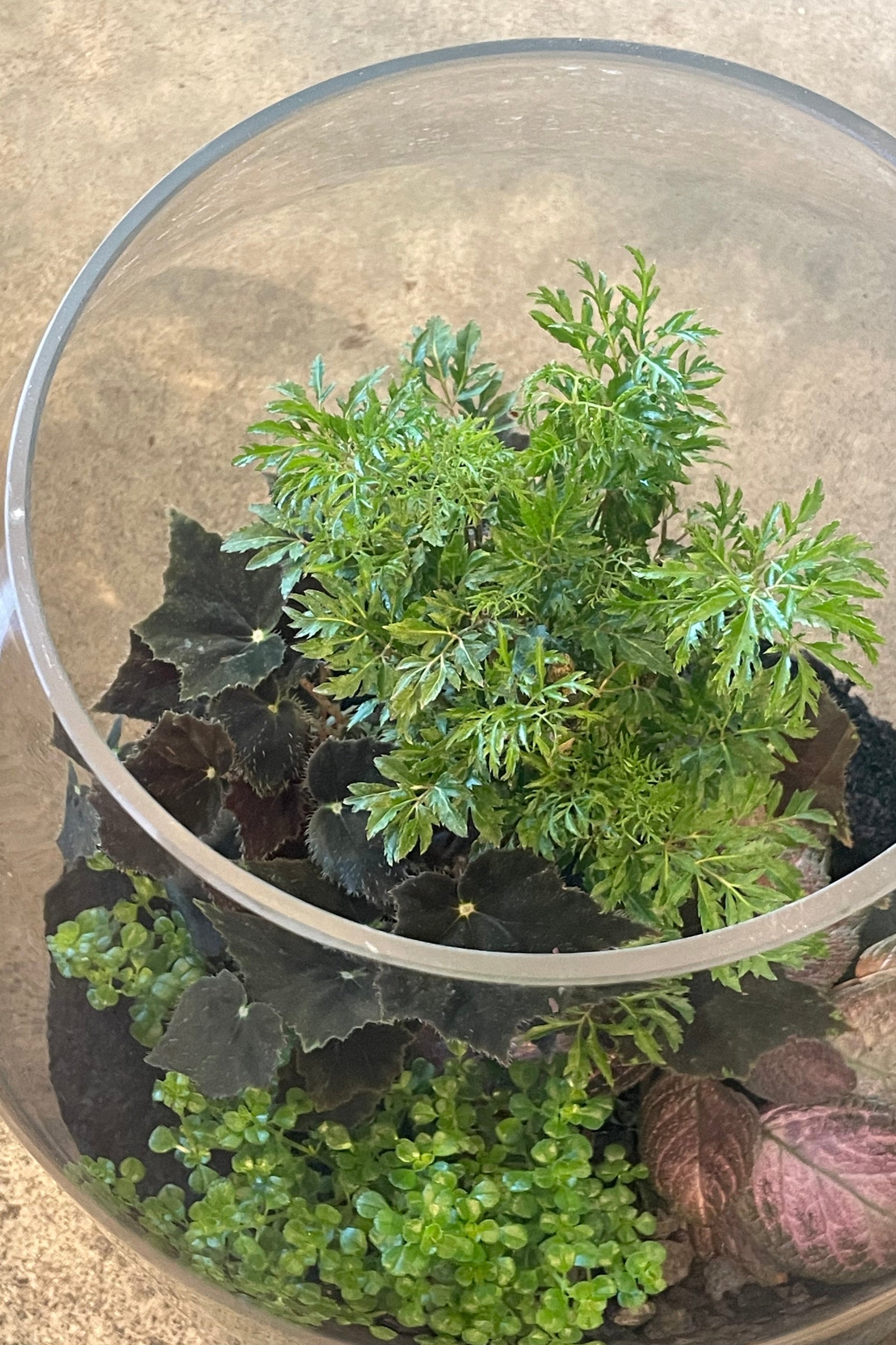 Side view looking into a terrarium planted with foliage ©Sprout Home #style_foliage