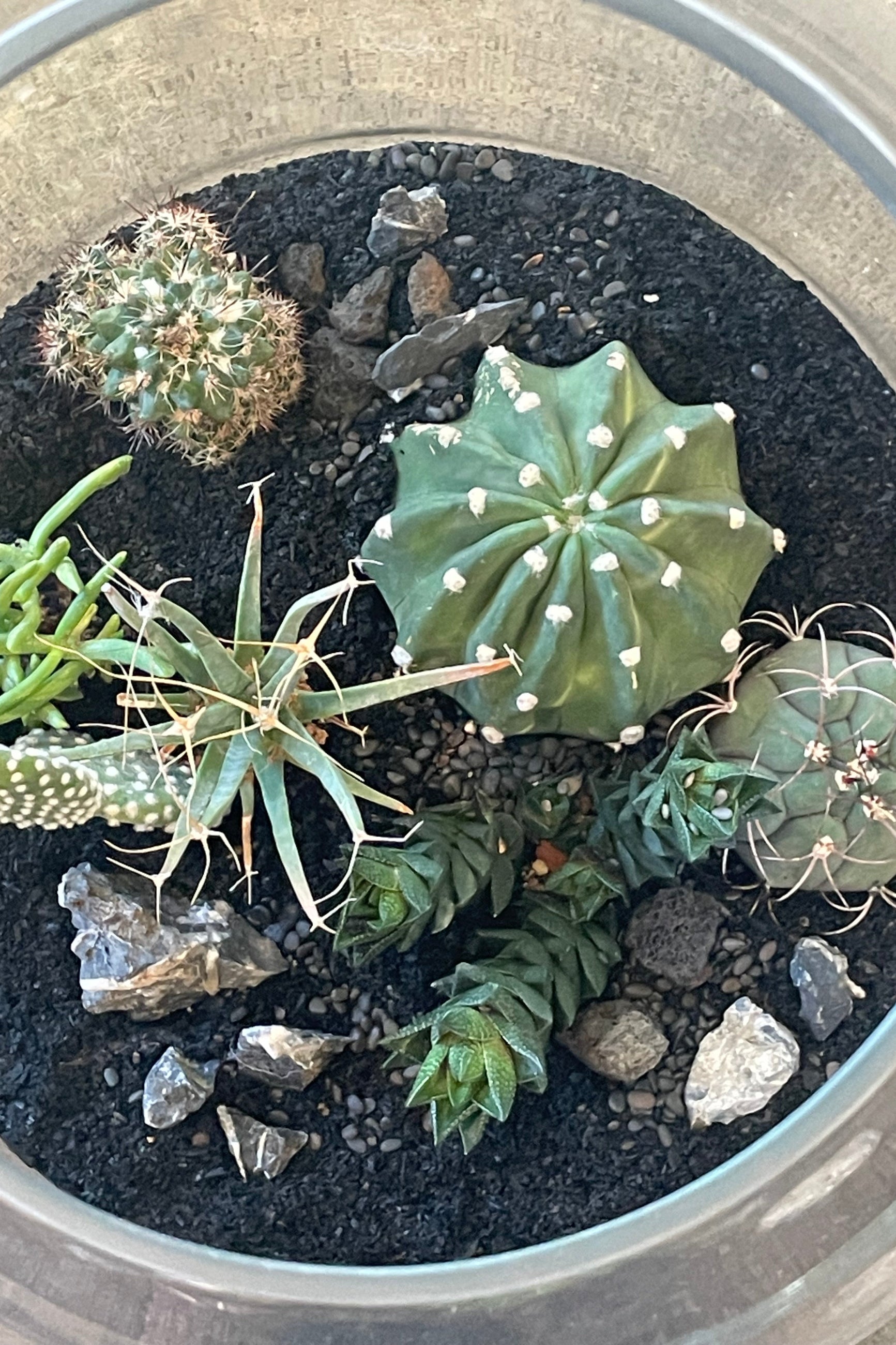Photo from above looking into a glass terrarium planted with succulents ©Sprout Home