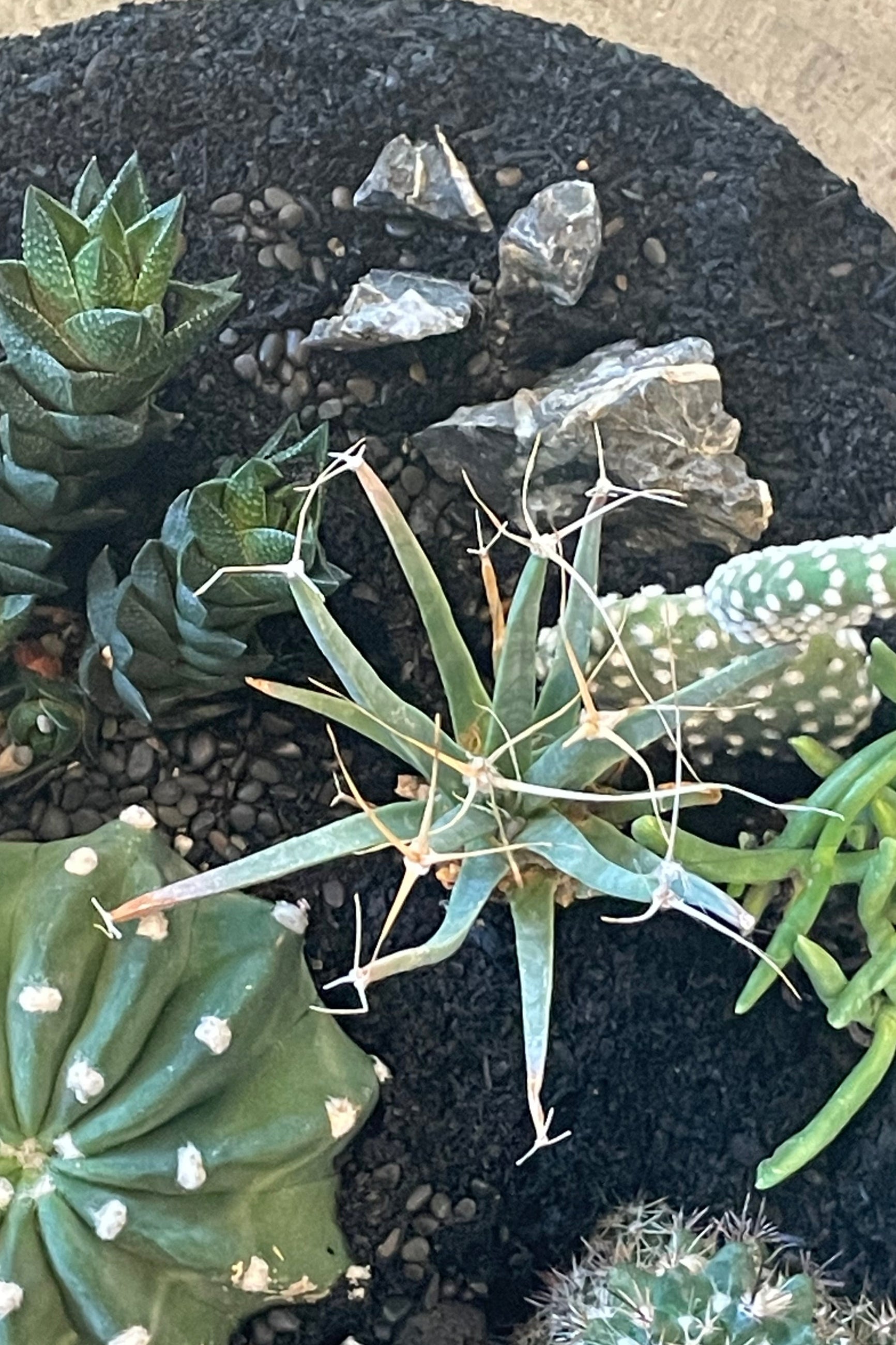 Close photo from above looking into a glass terrarium planted with succulents ©Sprout Home #style_desert