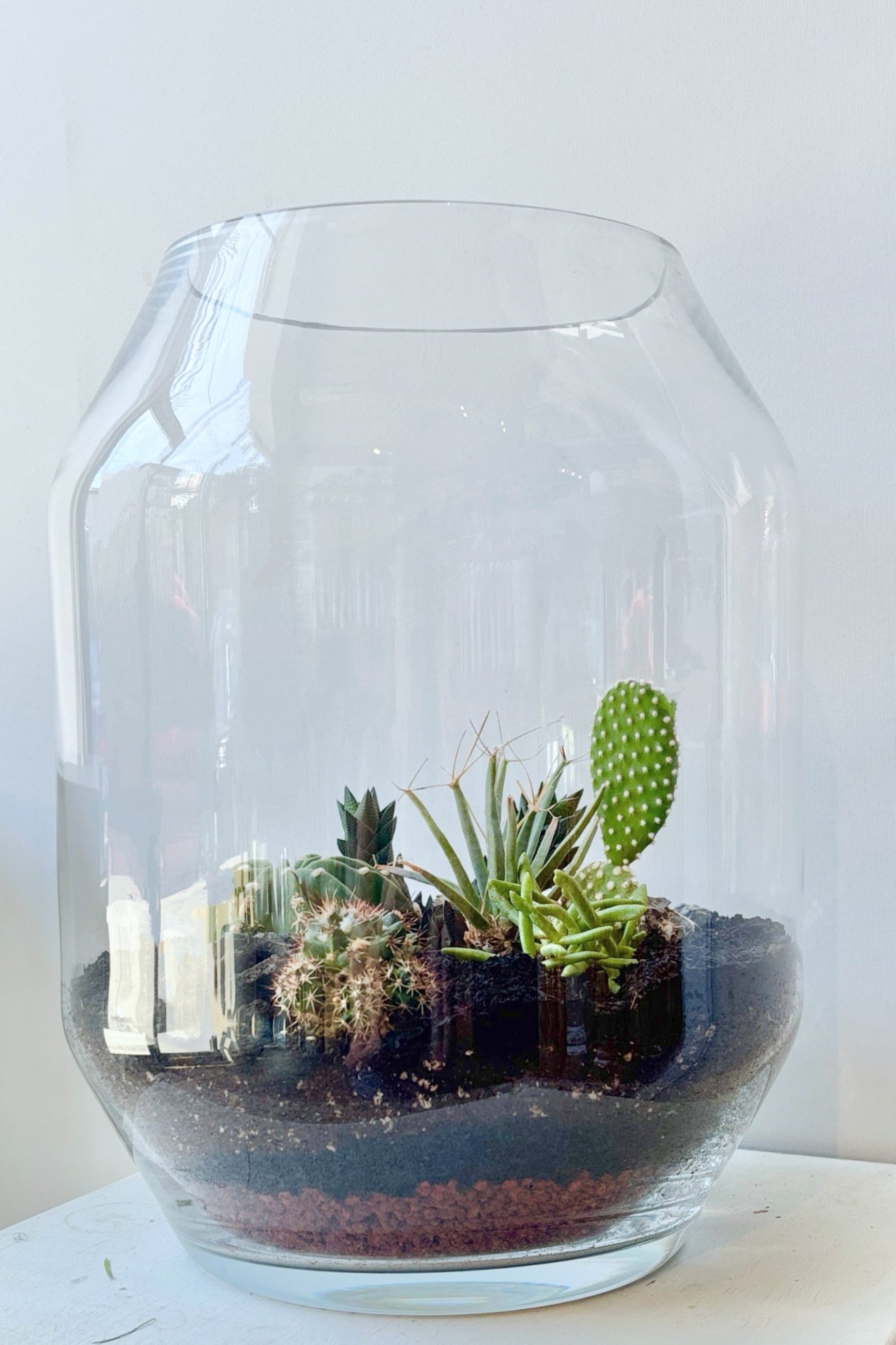 Dali small terrarium with succulents inside a clear glass container on a white surface ©Sprout Home