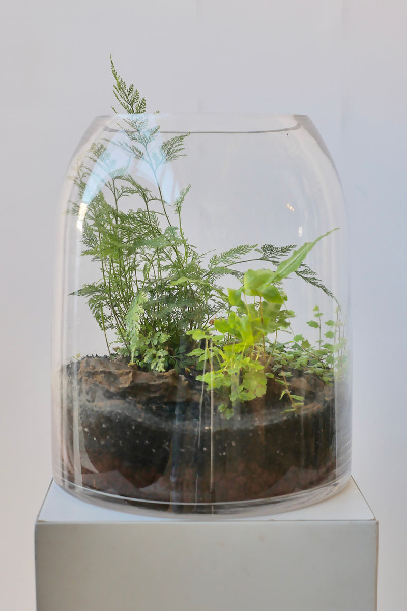 A foliage fern based Tall Dome planted terrarium by Sprout Home against a white wall. 