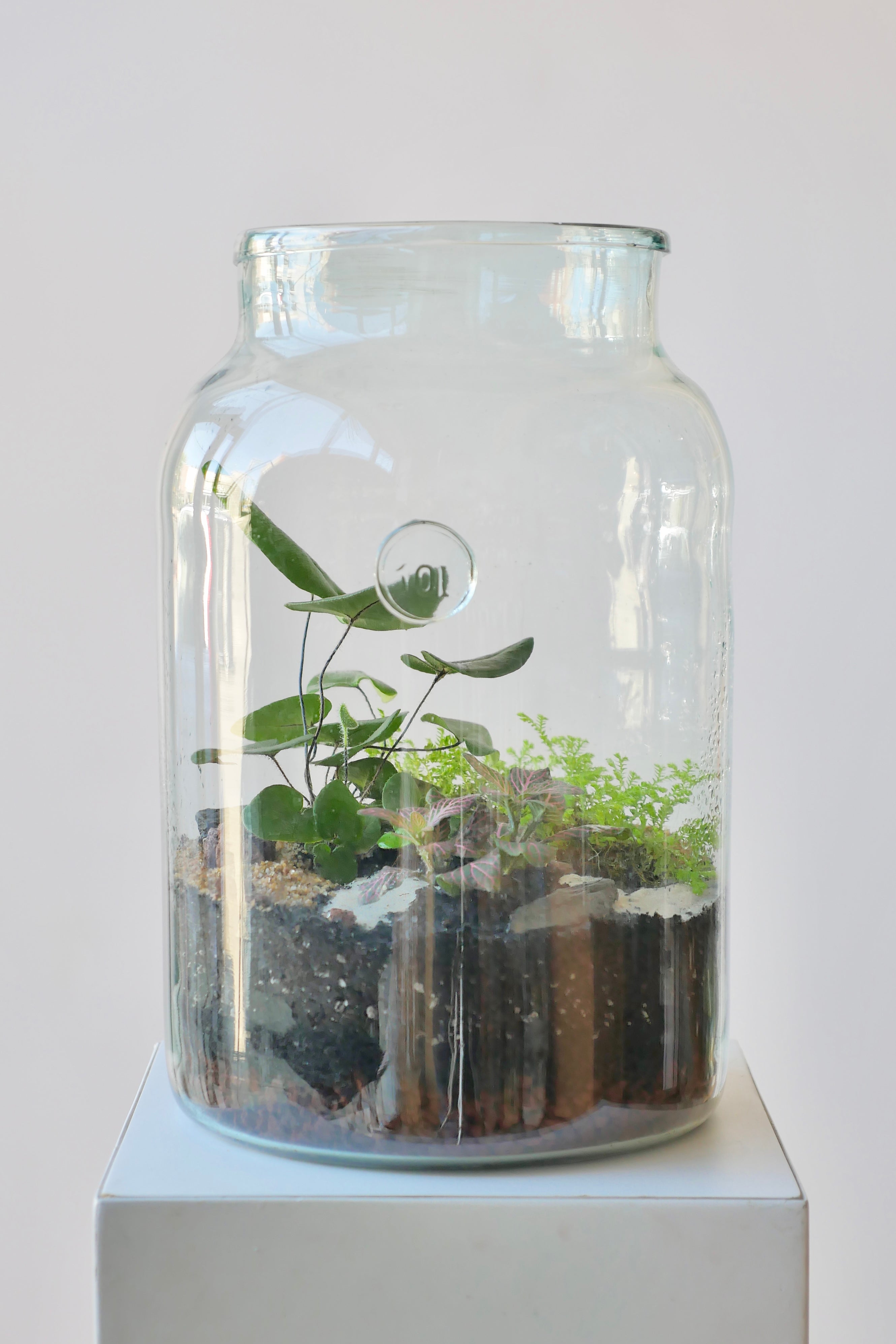 A foliage based 10L mason jar Terrarium by Sprout Home featuring a heart fern standing above other plants.  #style_foliage