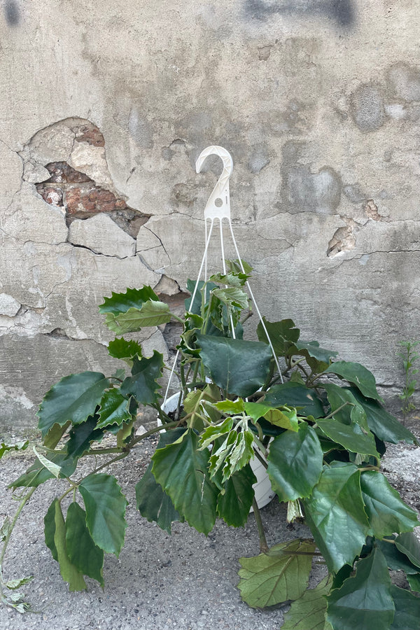 Photo of Tetrastigma Chestnut vine in a hanging nursery pot against a concrete wall