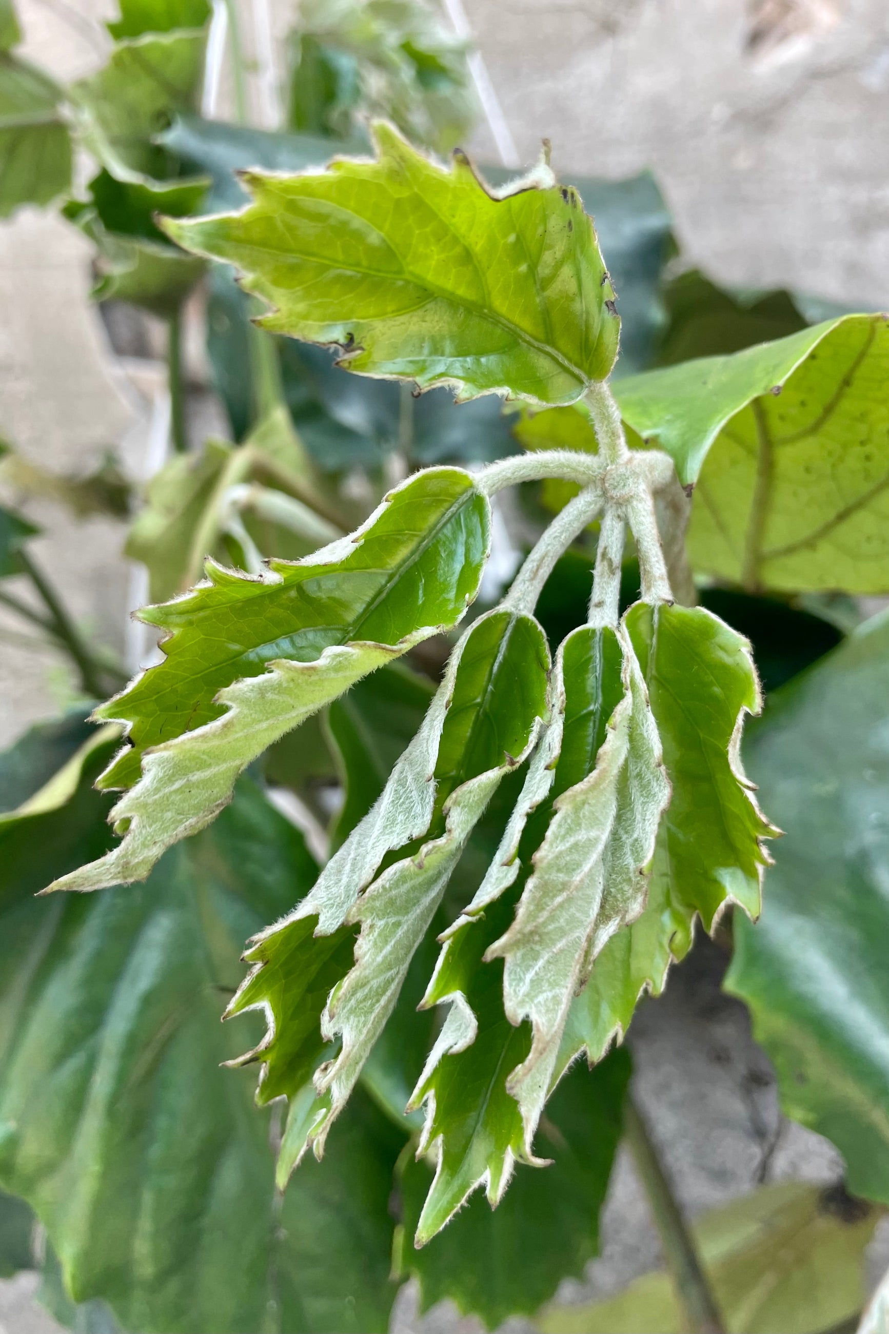 Close up photo of new unfurling leaves of Tetrastigma chestnut vine against a concrete wall. ©Sprout Home