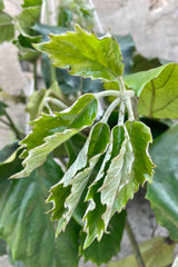 Close up photo of new unfurling leaves of Tetrastigma chestnut vine against a concrete wall.