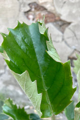Close photo of velvety green leaf of Tetrastigma Chestnust vine against a concrete wall
