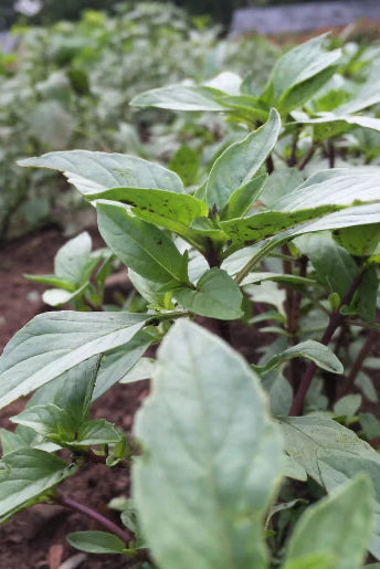 Close-up of green leafy Thai Basil plants in a garden setting ©Hudson Valley Seed Co.