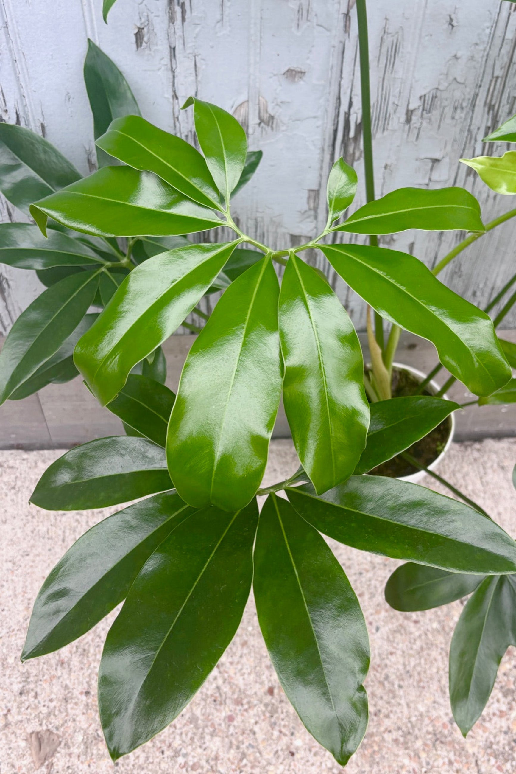 A detailed view of Thaumatophyllum goeldii 8" against concrete backdrop ©Sprout Home