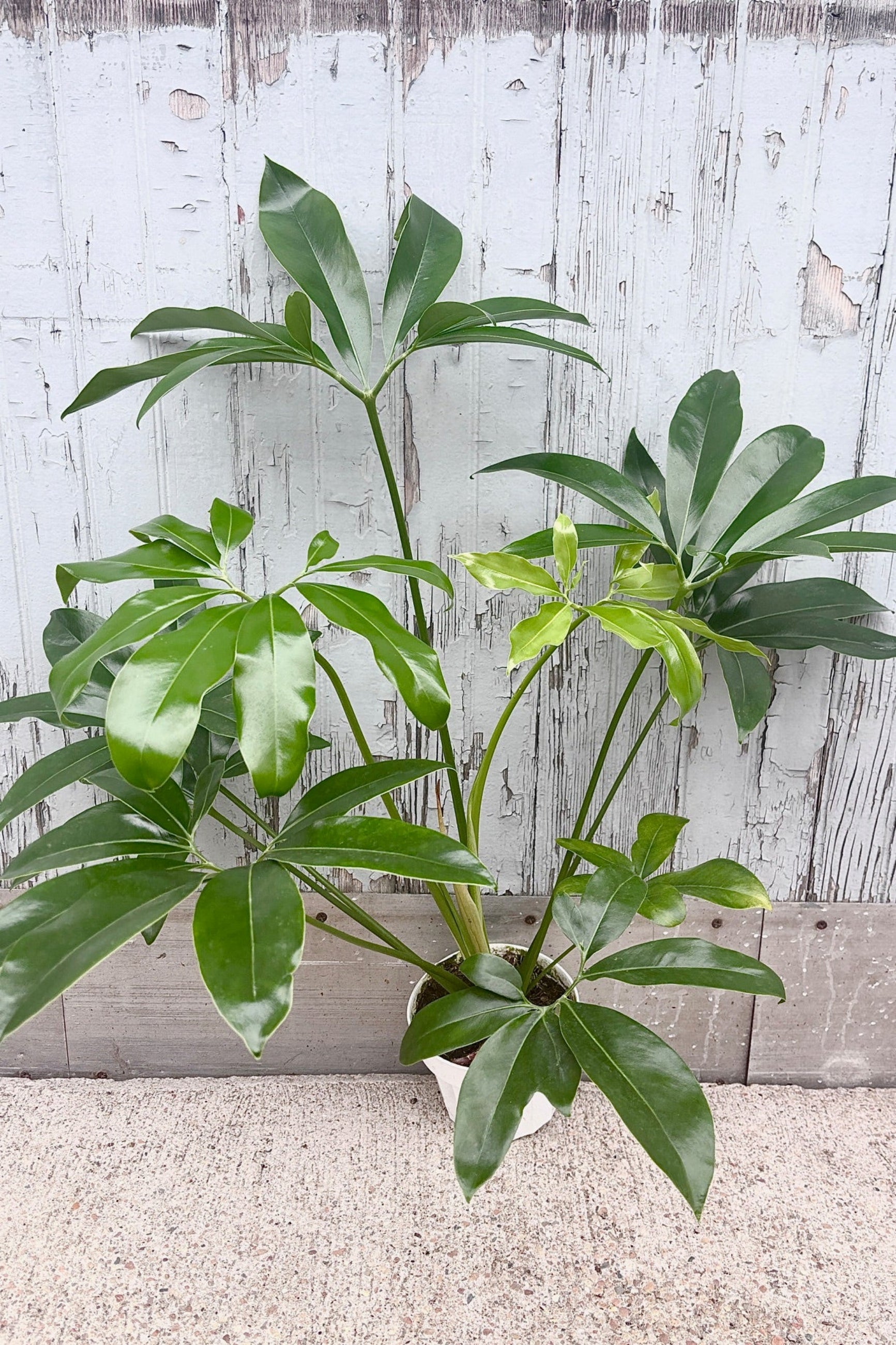 Thaumatophyllum goeldii 8" against grey wall ©Sprout Home