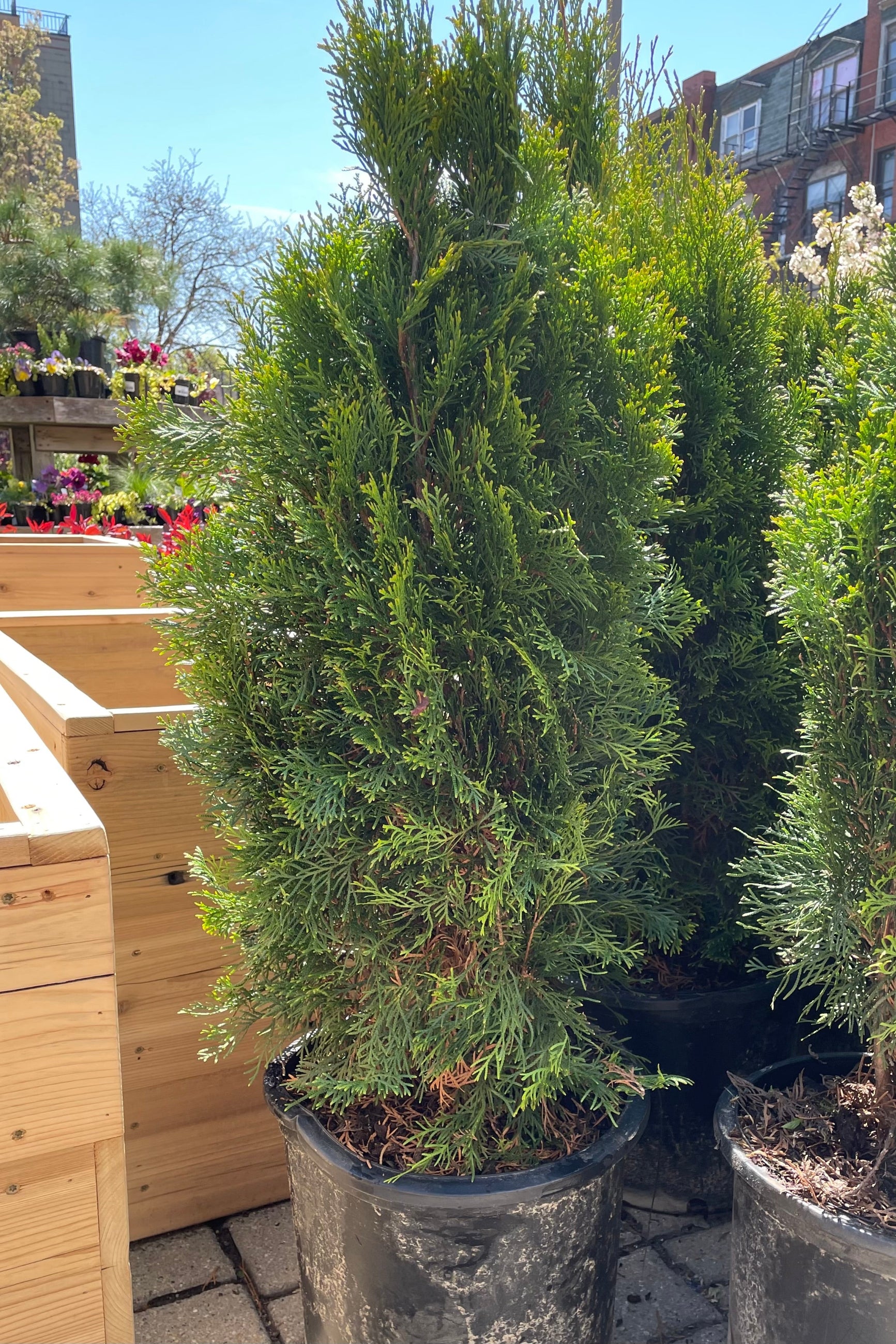Thuja 'Emerald Green' in a #5 growers pot the beginning of May showing its upright nature and thick green leaves. ©Sprout Home