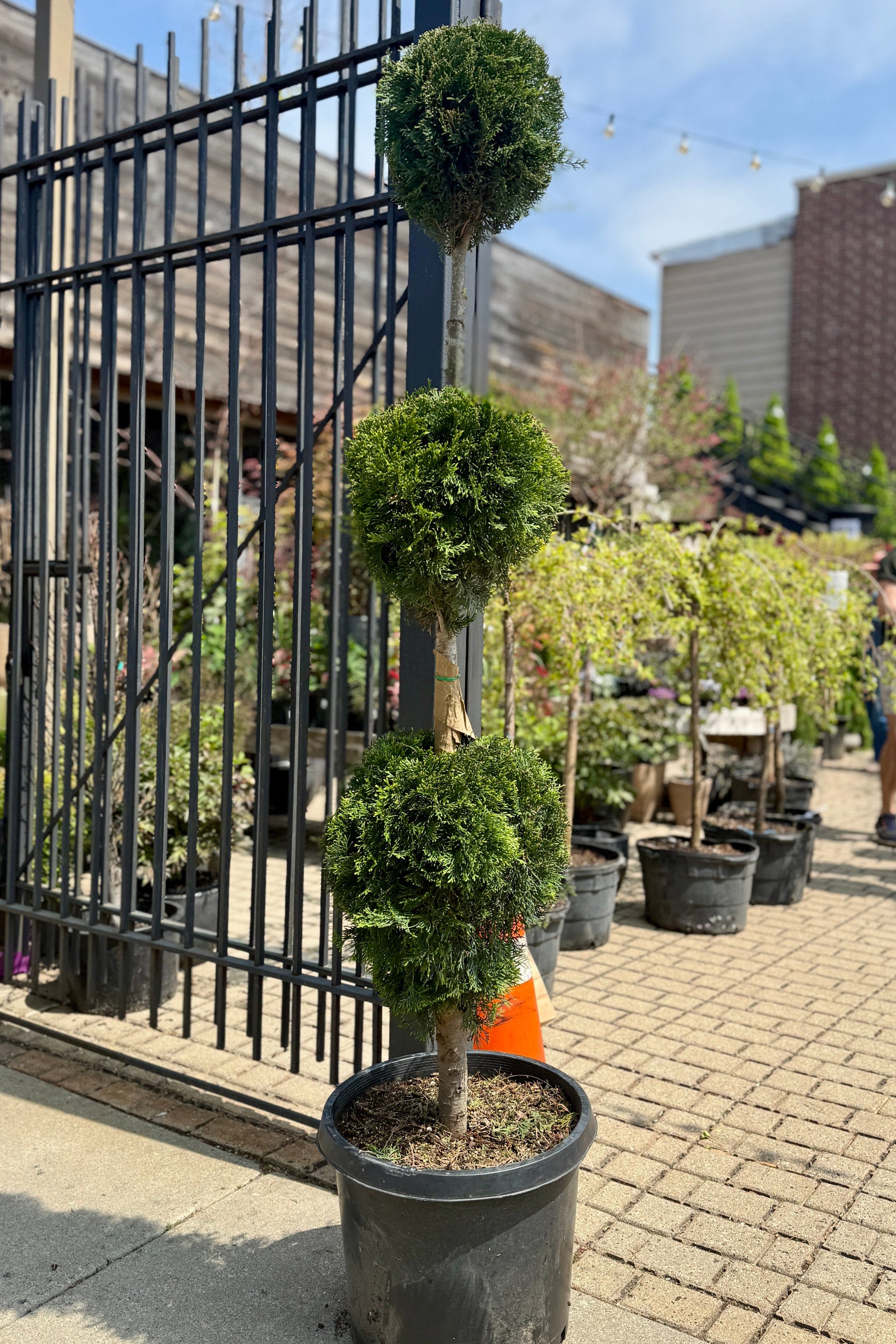 Potted topiary Thuja o. 'Emerald Green' Poodle #15 treesin front of a metal fence with buildings in the background ©Sprout Home