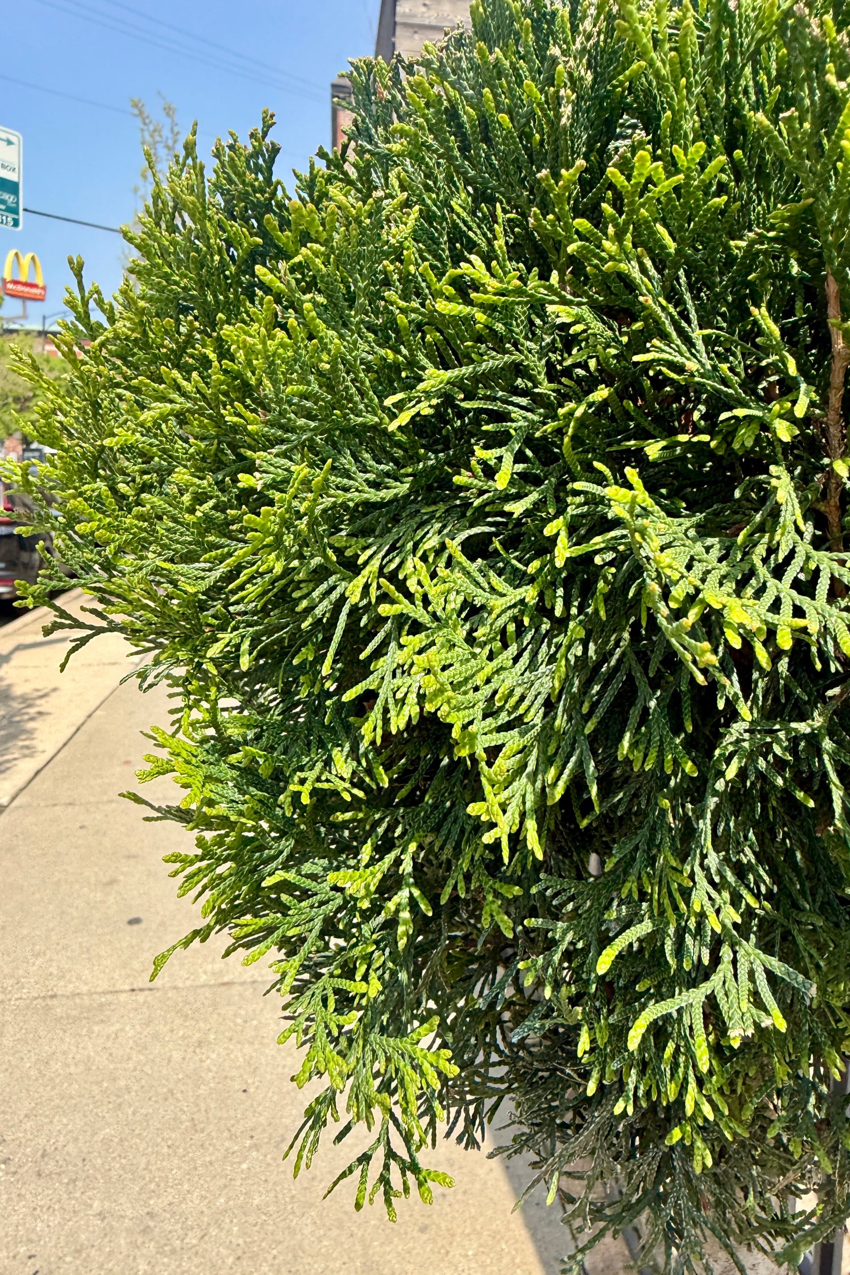 Thuja o. 'Emerald Green' Poodle detail close up of the foliage ©Sprout Home