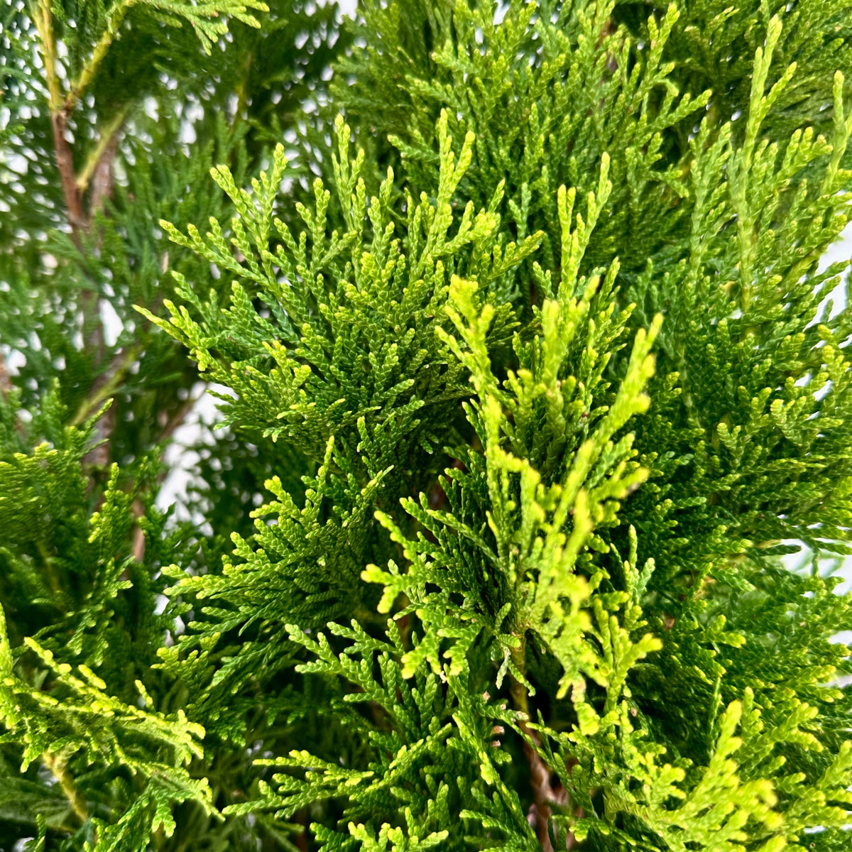 #7 Thuja occ Smaragd 'Emerald Green'/Columnar Arborvitae