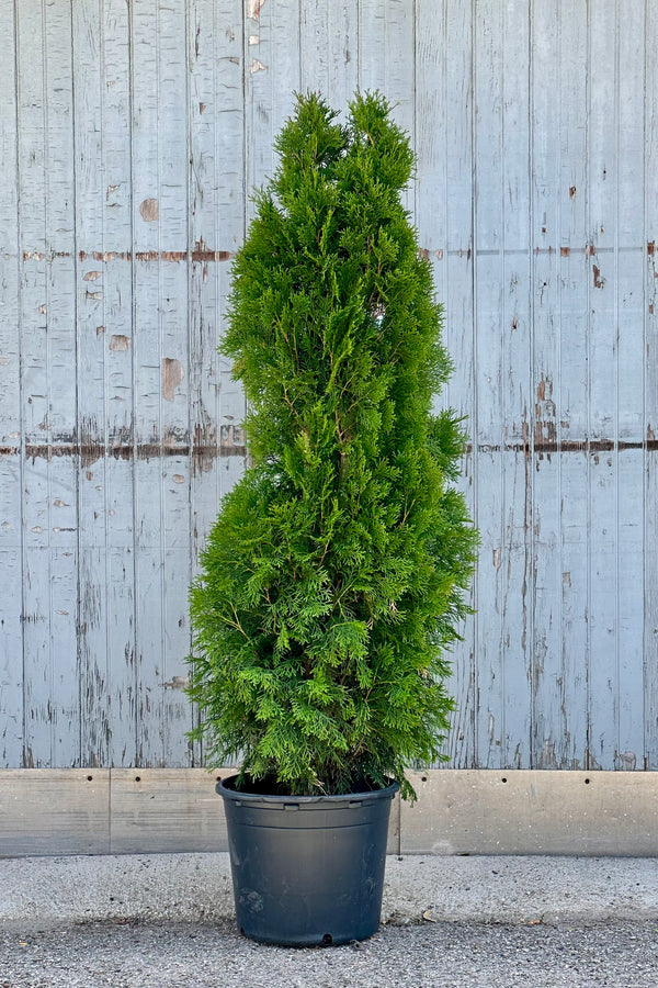 Thuja 'Emerald Green' in a #7 growers pot in front of a wood wall the middle of June