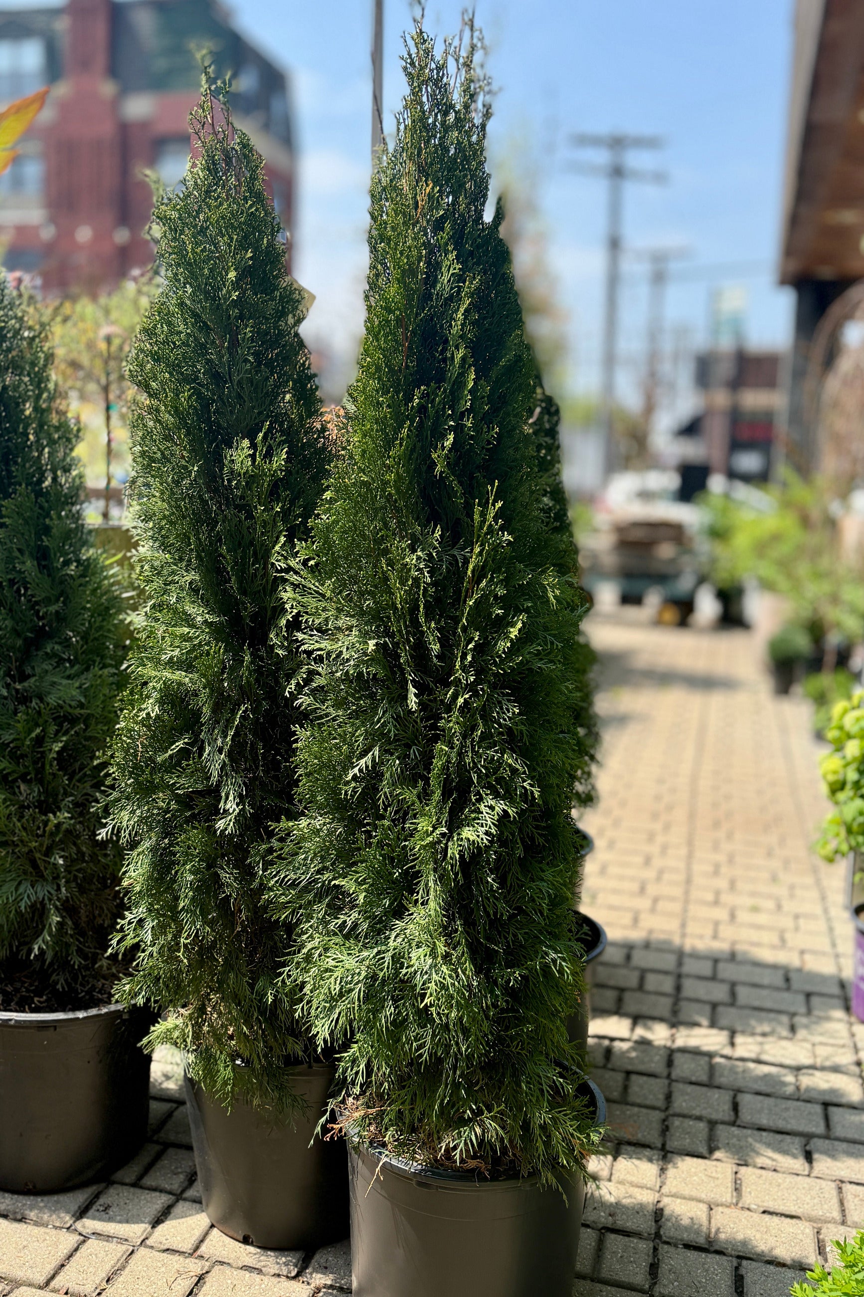 Thuja o. 'Emerald Green' conifer trees in #7 growers pots the end of April on a sidewalk with a street and buildings in the background ©Sprout Home