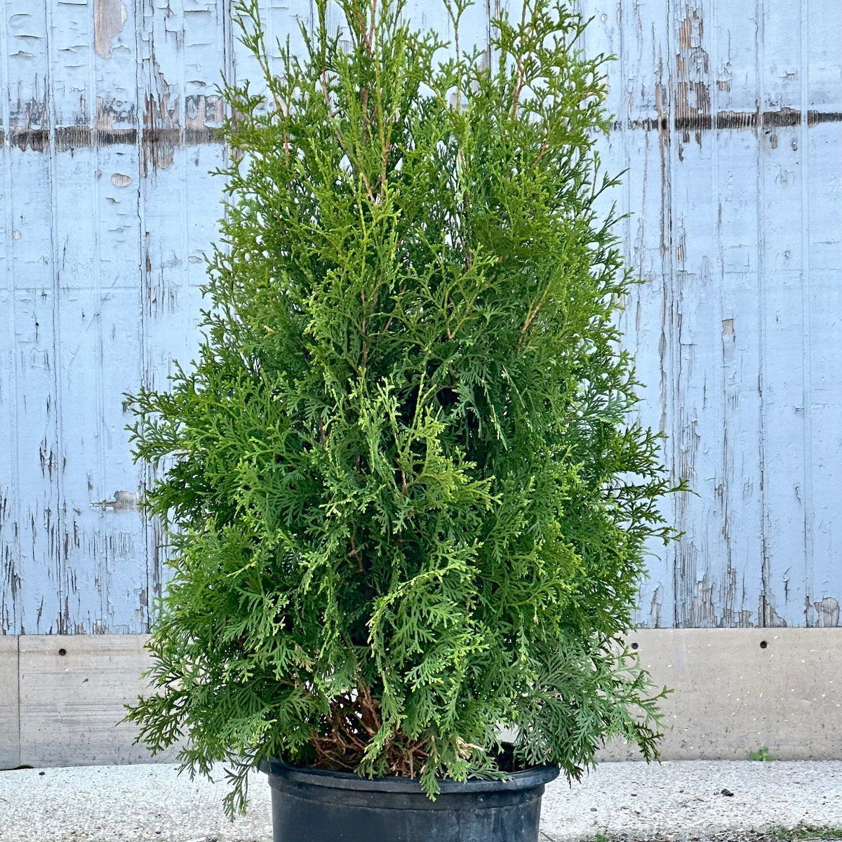 Thuja o. 'Pyramidalis' #5