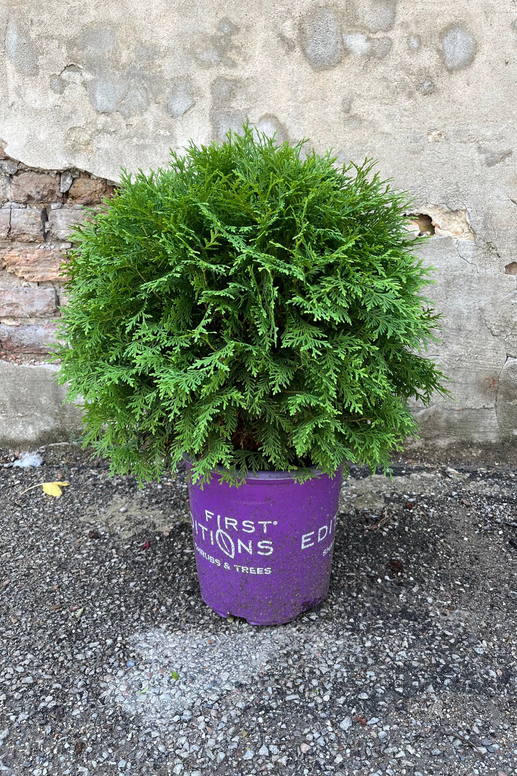 Thuja 'Planet Earth' in a #2 growers pot, end of July ©Sprout Home