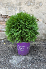 Thuja 'Planet Earth' in a #2 growers pot, end of July