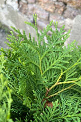 detail picture of the evergreen fronds of the Thuja 'Planet Earth' the end of July