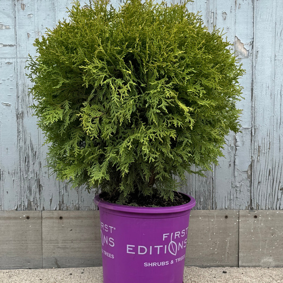 Thuja o 'Planet Earth' #5