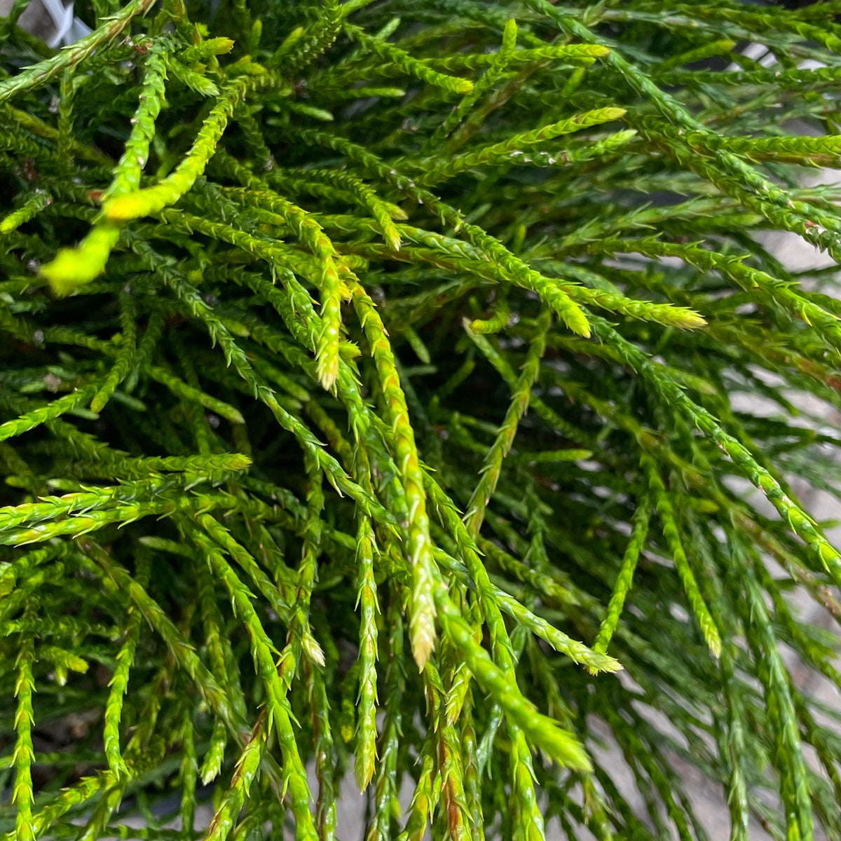 Thuja p. 'Whipcord' #3 at SPROUT HOME