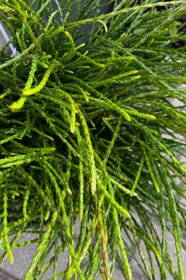 The tight evergreen branches and leaves of the Thuja 'Whipcord' in early may