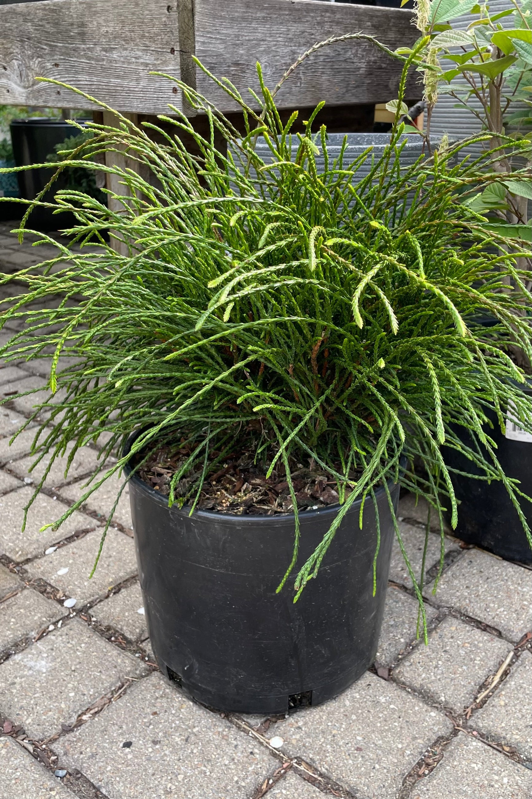 Thuja 'Whipcord' in a #3 growers pot the begging of May showing fresh green growth in wavy string like form.  ©Sprout Home