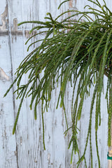 Whip detail of the Thuja 'Whipcord'. 