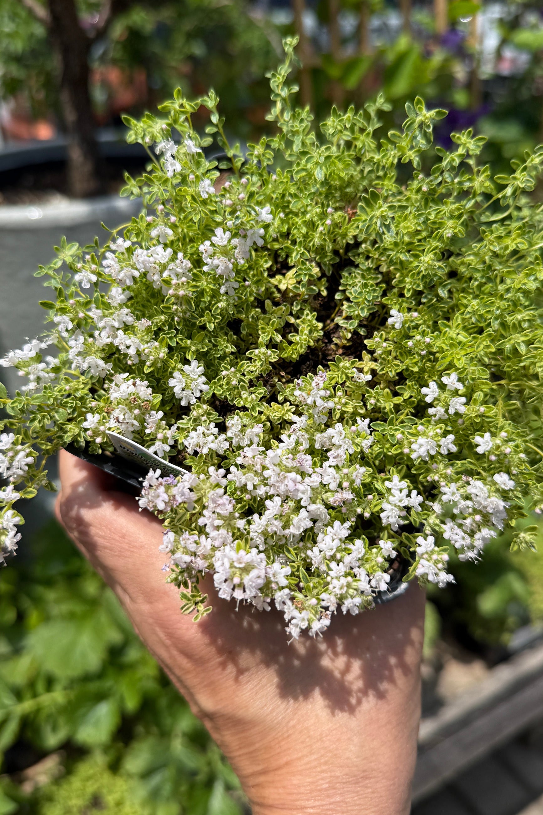 Hand holding a Thymus praecox 'Highland Cream' plant with white flowers the beginning of June ©Sprout Home