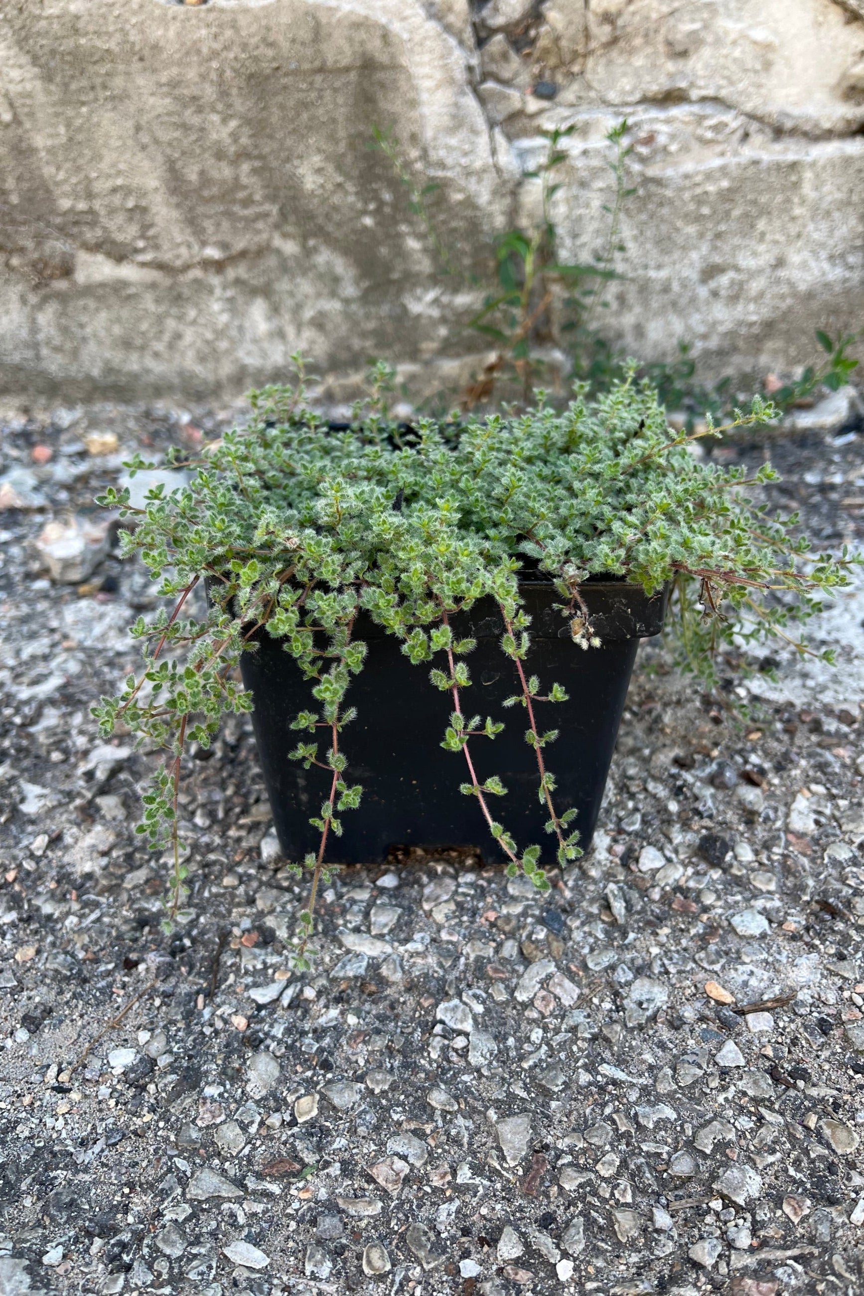 Thymus pseudolanuginosus, or "Woolly Thyme", in a 4" growers pot showing a carpet of silvery gray, woolly foliage in mid-August ©Sprout Home