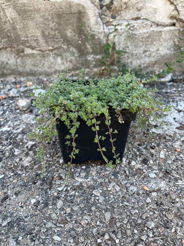 Thymus pseudolanuginosus, or "Woolly Thyme", in a 4" growers pot showing a carpet of silvery gray, woolly foliage in mid-August