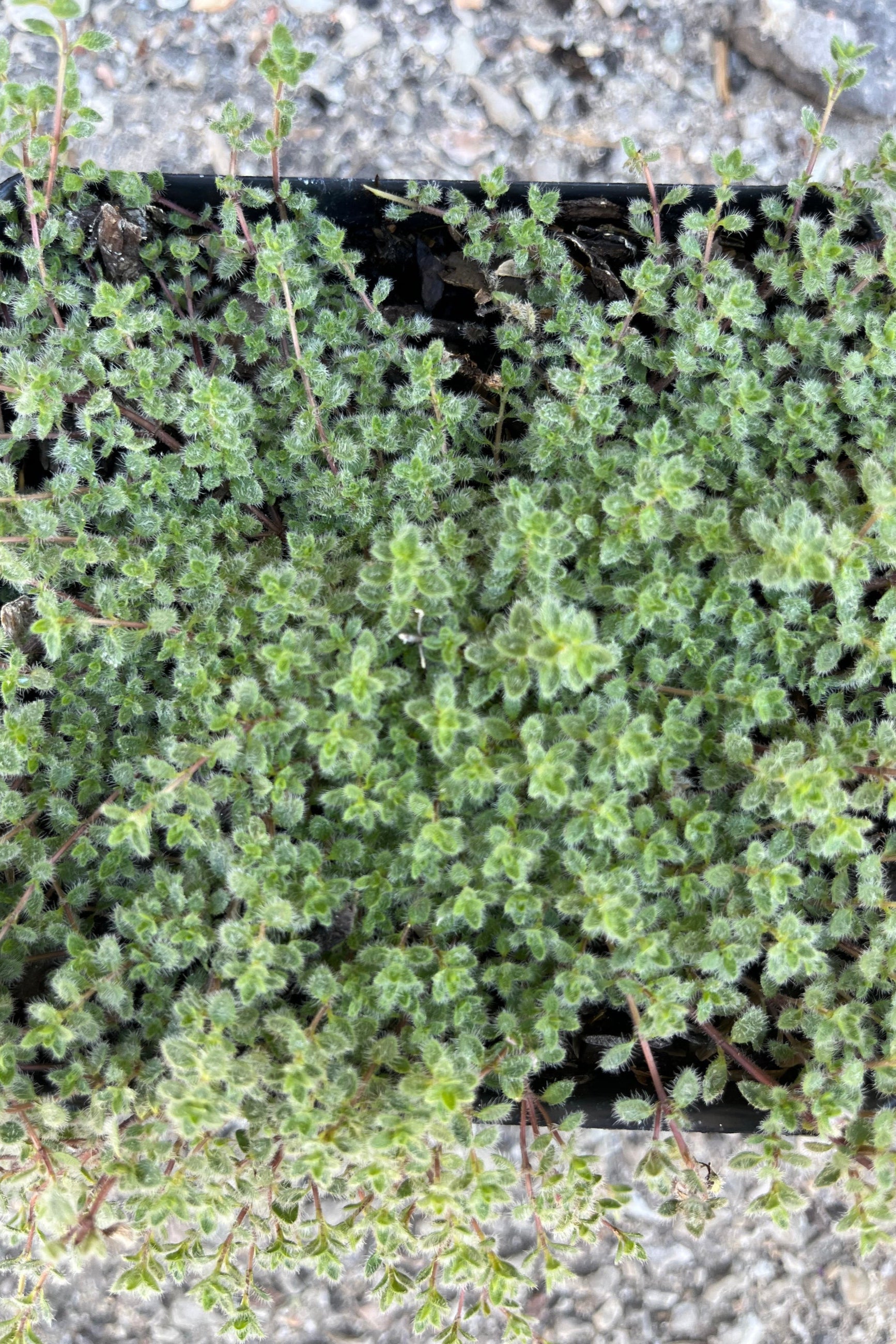 detail of Thymus pseudolanuginosus, or "Woolly Thyme", showing a carpet of silvery gray, woolly foliage. ©Sprout Home