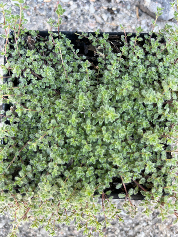 detail of Thymus pseudolanuginosus, or "Woolly Thyme", showing a carpet of silvery gray, woolly foliage.