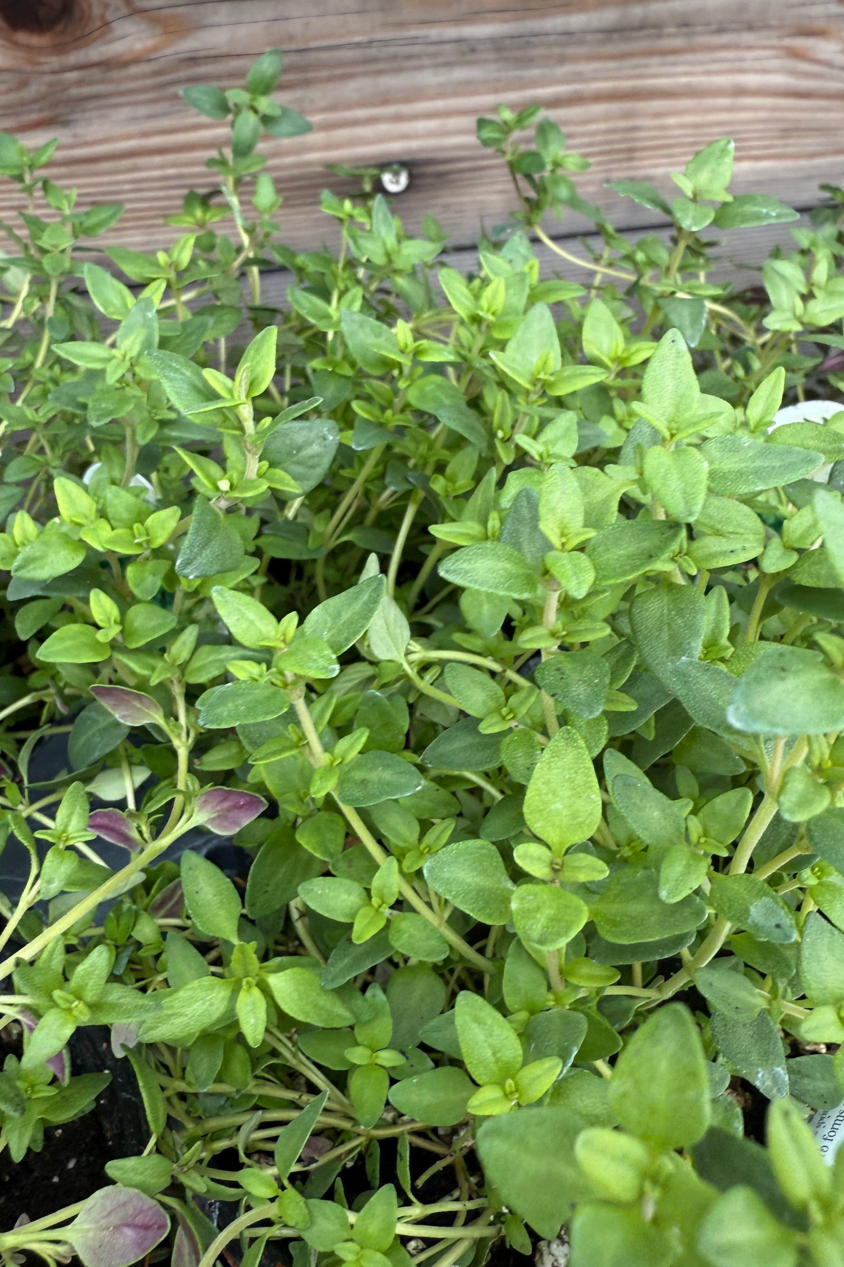 Thymus vulgars leaves up close in April ©Sprout Home
