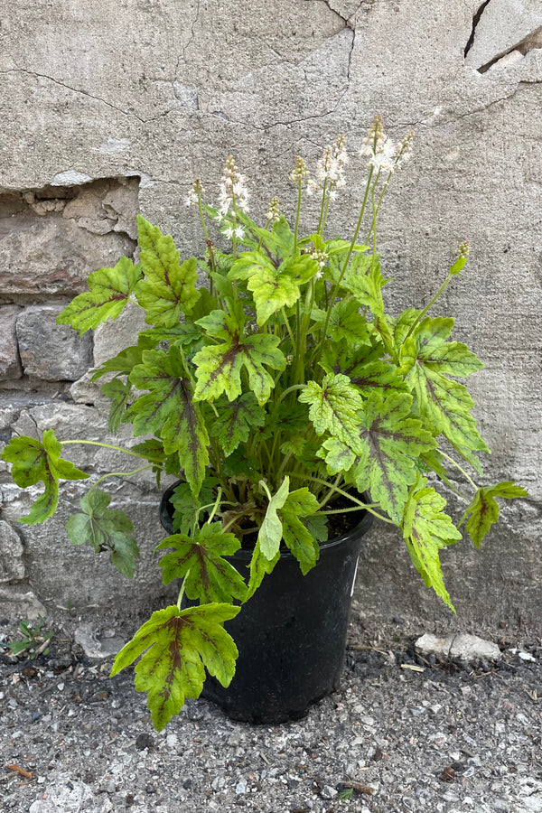 Tiarella 'Elizabeth Oliver' with its striking green with burgundy marked leaves and soft gentle pink white bloom in a #1 pot the middle of May.