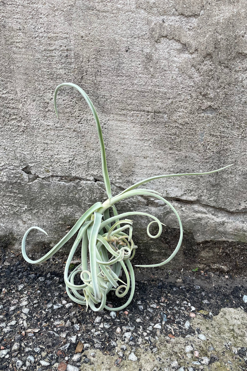 Tillandsia duratii large sitting against a concrete wall. 
