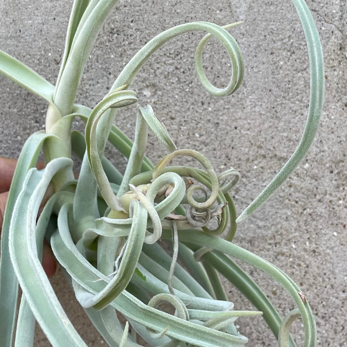 Tillandsia duratii at SPROUT HOME