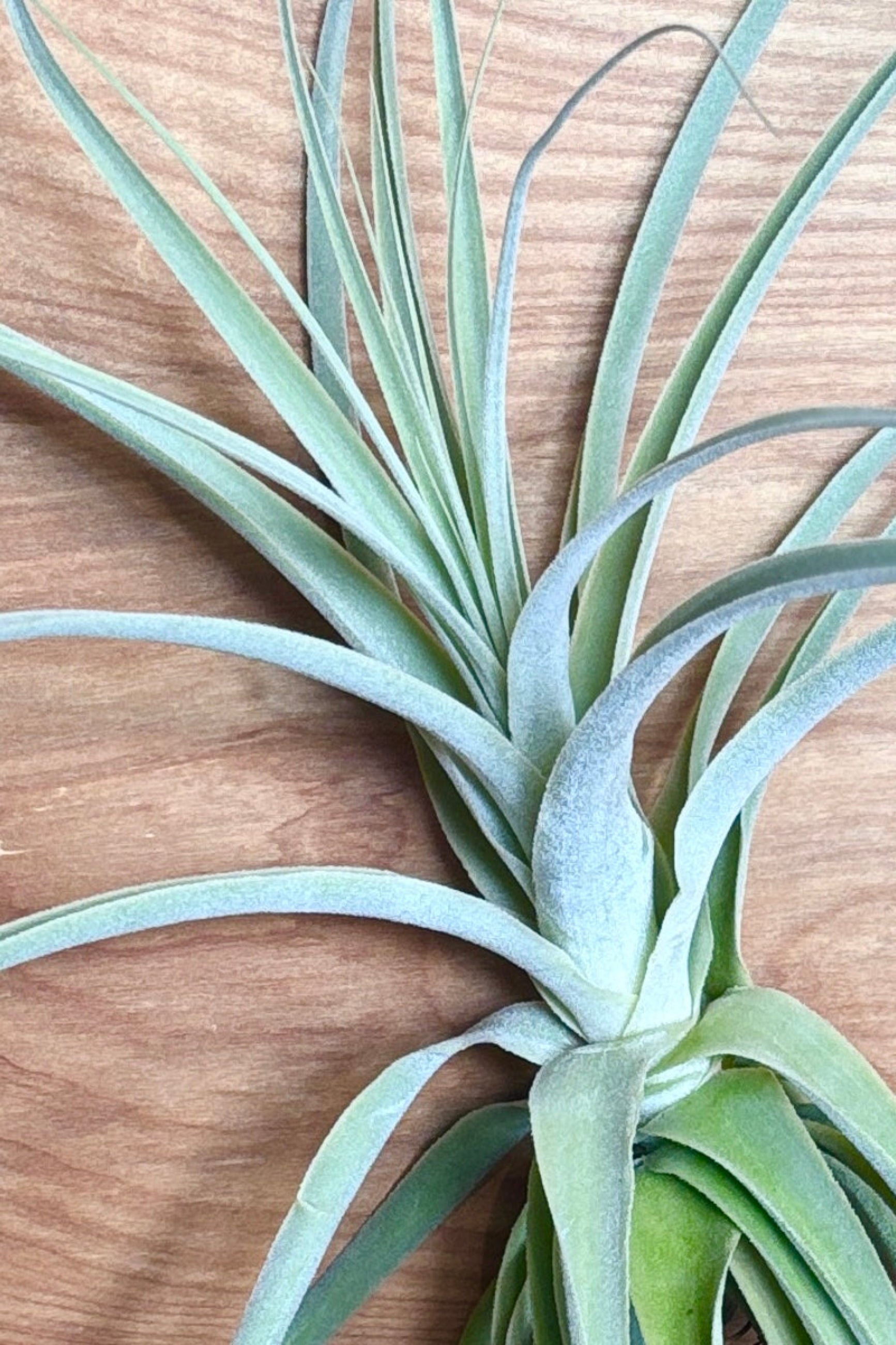 Close up of Tillandsia straminea ©Sprout Home