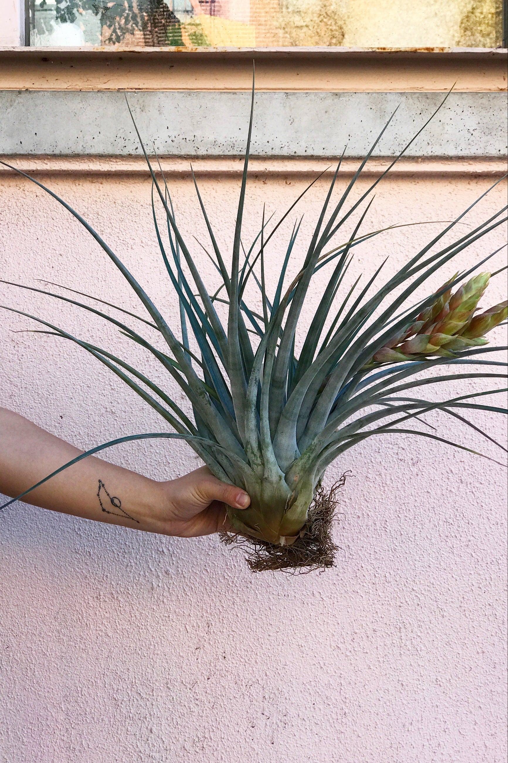 Tillandsia fasciculata 'Tropiflora' being held in hand against a pink wall and in bloom ©Sprout Home