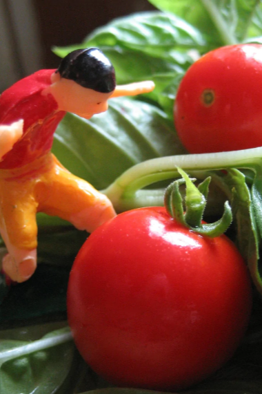 Tiny Tim Tomatoes and a plastic figuring above one by Hudson Valley Seed Co