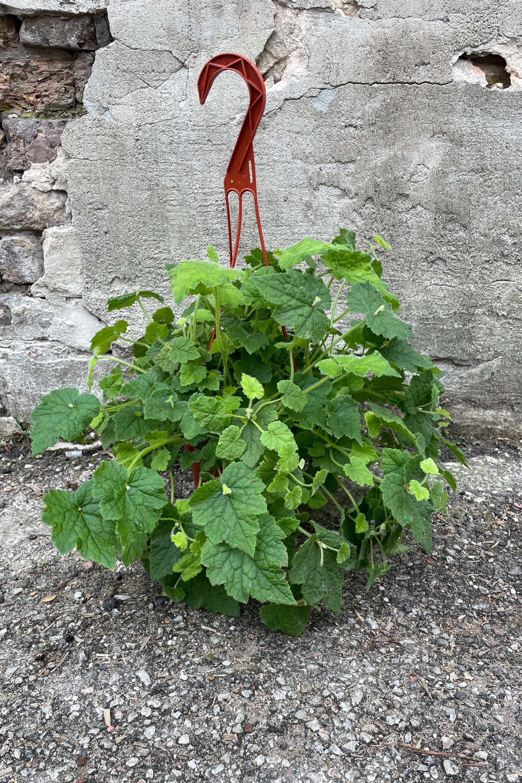 Tolmiea menziesii in a 6" growers pot against a concrete wall.  ©Sprout Home