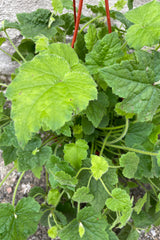A close up picture of the soft green leaves of the Tolmiea menziesii plant. 