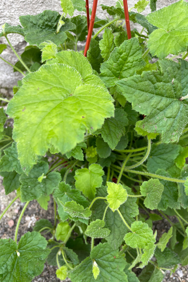 A close up picture of the soft green leaves of the Tolmiea menziesii plant. 
