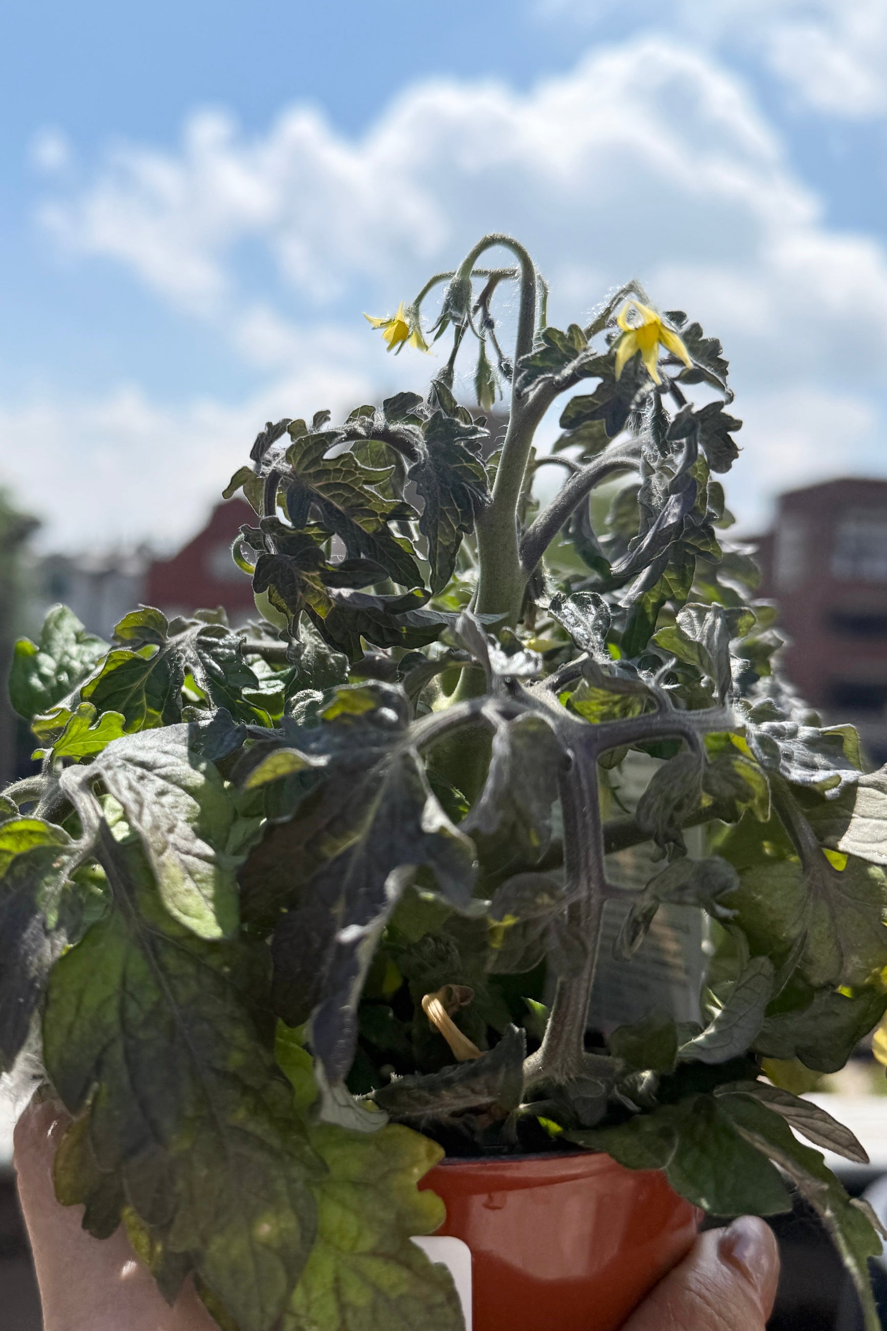 Tomato (assorted) just starting to flower the end of May ©Sprout Home
