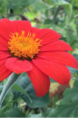 Torch Tithonia plant flower with its red petals by Hudson Valley Seed Co.