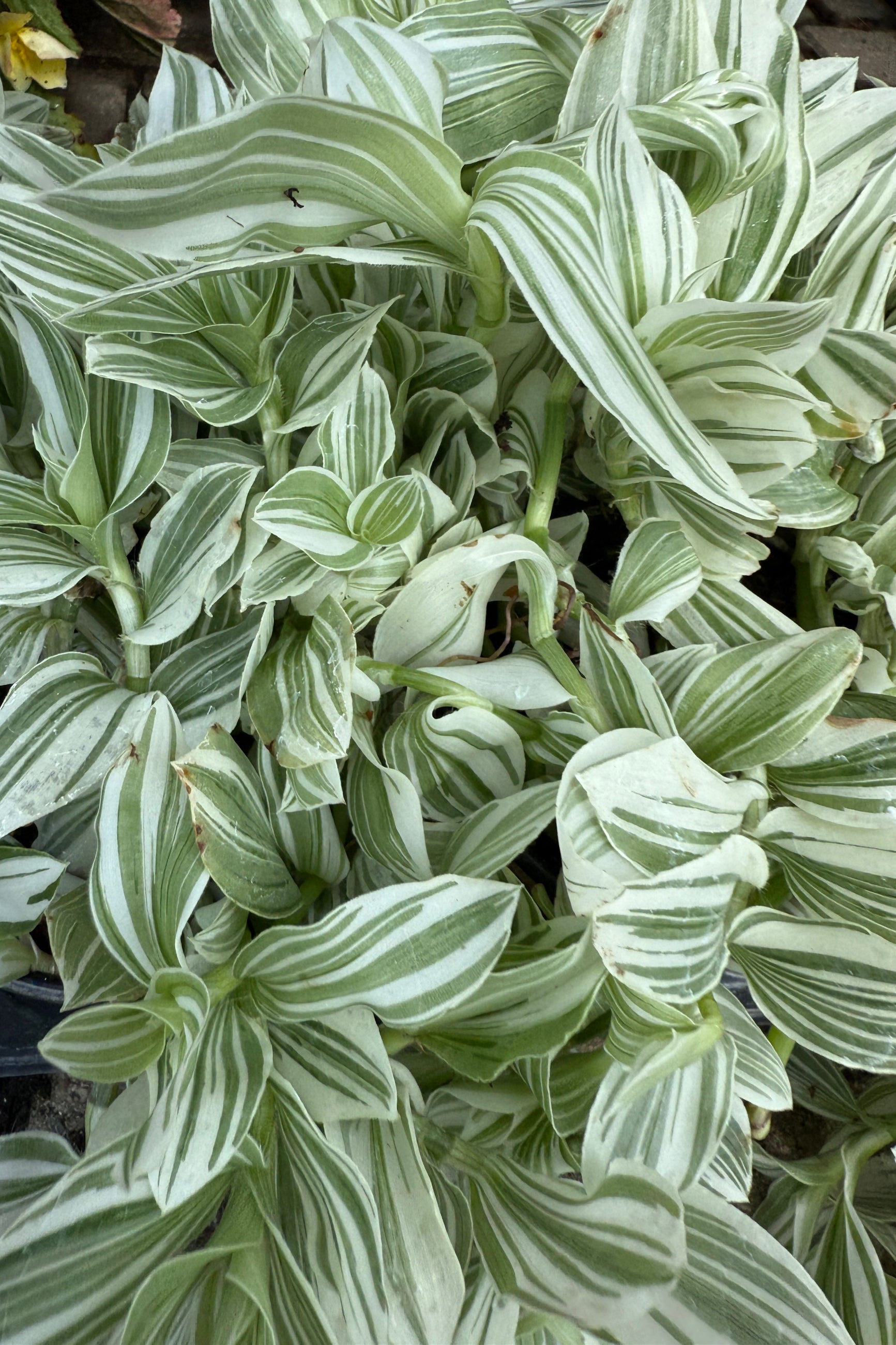 Tradescantia 'Pistachio White' up close in July (©Sprout Home)