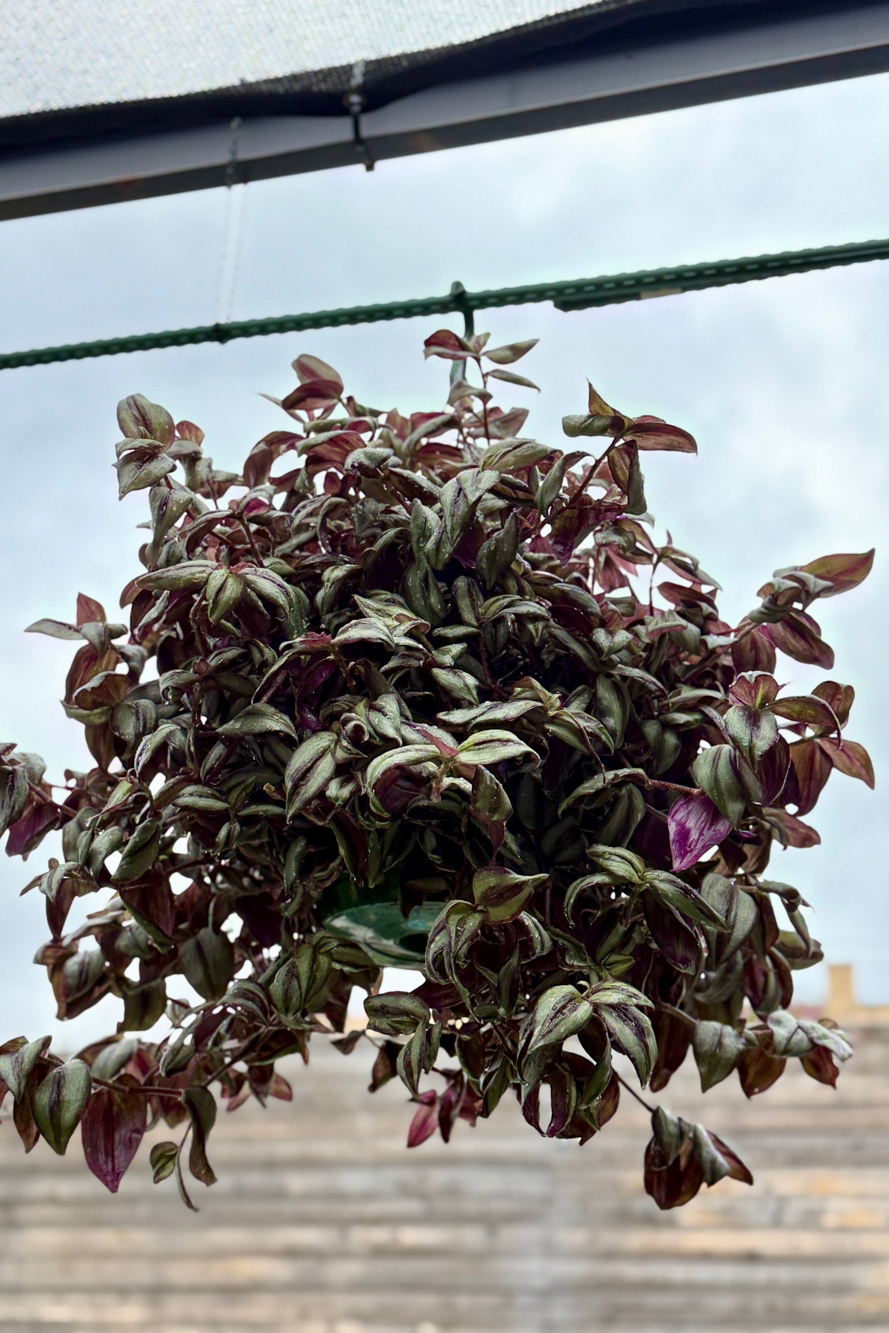 Tradescantia zebrina 10" HB in May ©Sprout Home
