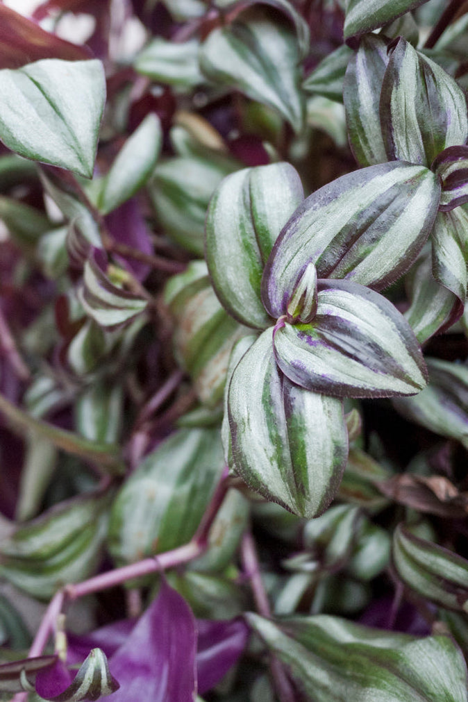 Close-up of a Tradescantia zebrina plant with green and purple leaves ©Sprout Home